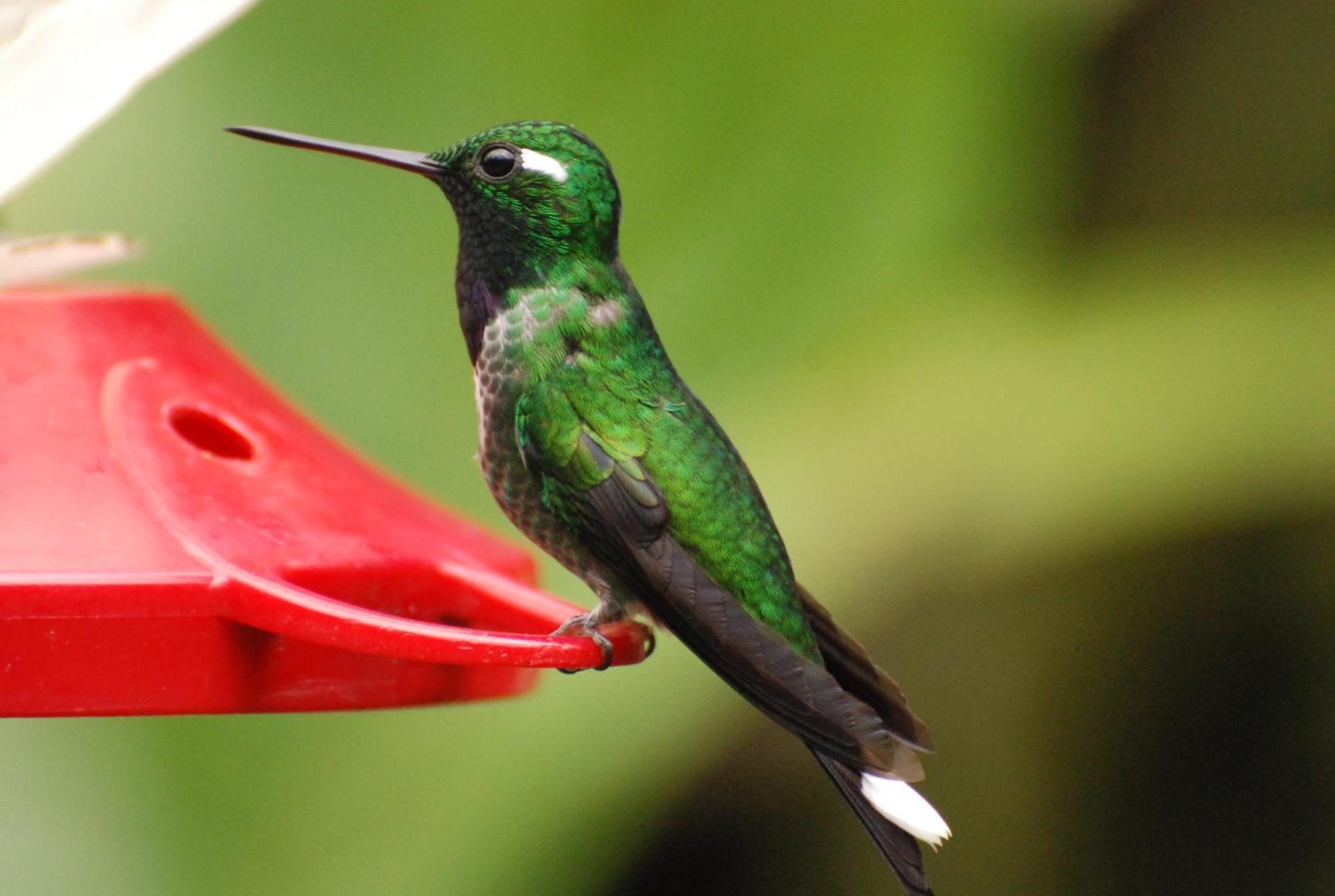Tandayapa Bellavista Cloud Forest Lodge & Private Protected Area מראה חיצוני תמונה